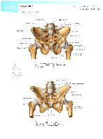 Sobotta  Atlas of Human Anatomy  Trunk, Viscera,Lower Limb Volume2 2006, page 275